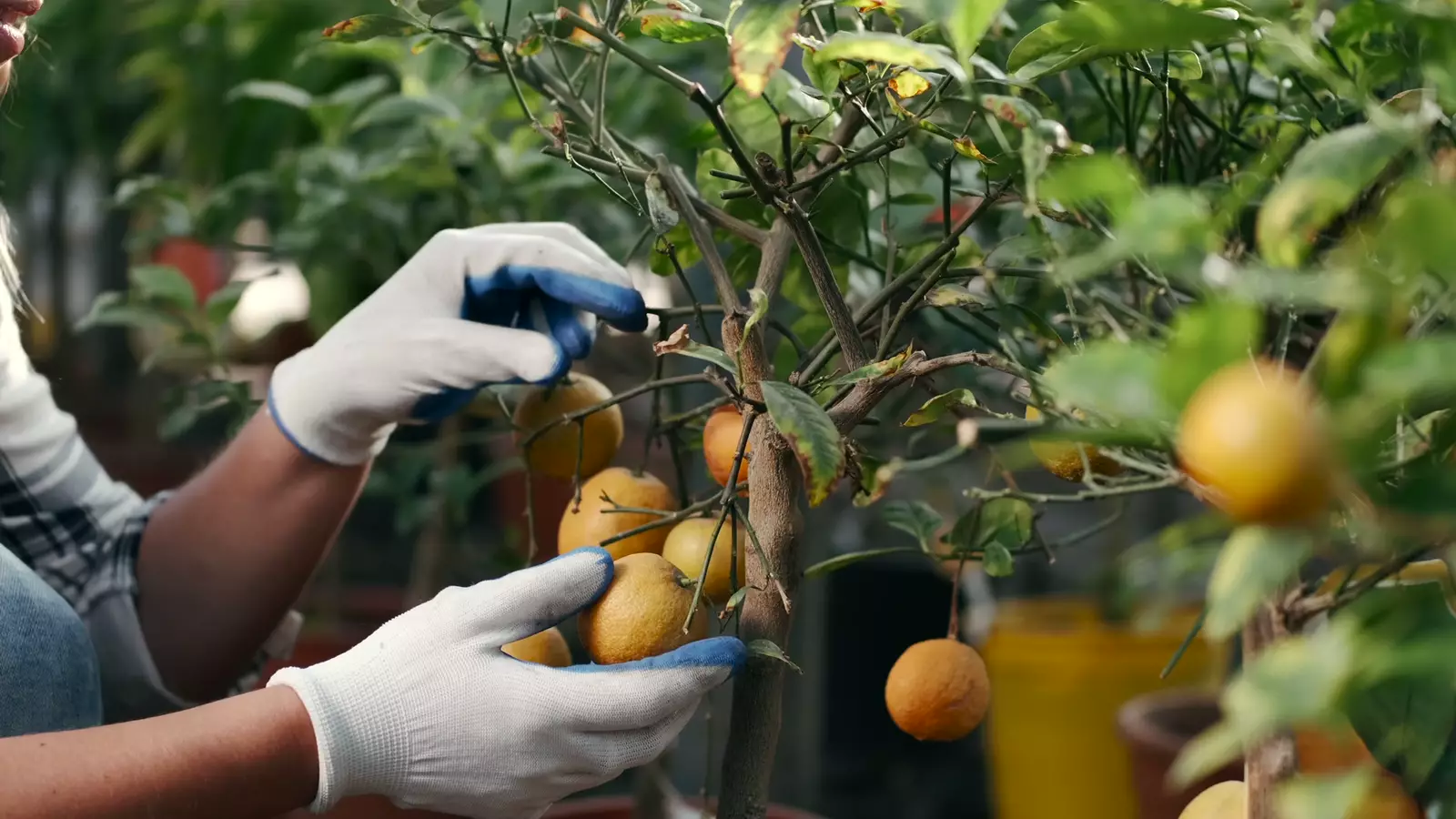 Manos con guantes recogiendo cítricos de un árbol